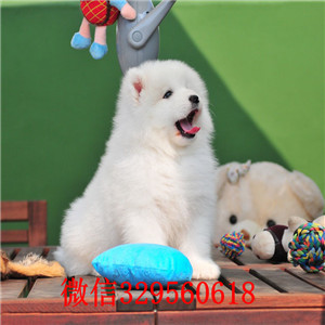 盘锦哪里有卖罗威纳犬罗威纳价格出售双血罗威纳罗威纳长多大