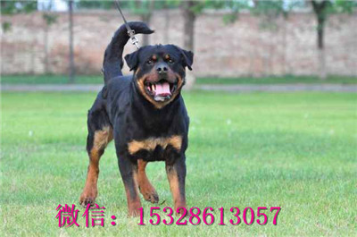 合肥哪里有卖罗威那 纯种罗威那多少钱 赛级罗威那护卫犬幼犬图片