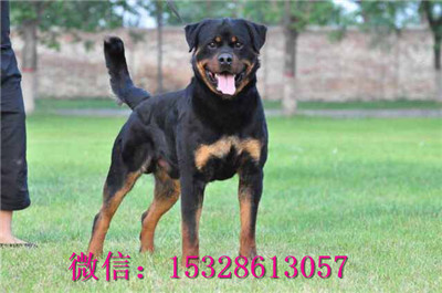 合肥哪里有卖罗威那 纯种罗威那多少钱 赛级罗