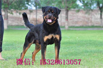 合肥哪里有卖罗威那 纯种罗威那多少钱 赛级罗威那护卫犬幼犬图片