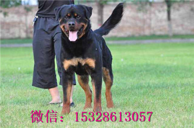 合肥哪里有卖罗威那 纯种罗威那多少钱 赛级罗威那护卫犬幼犬图片