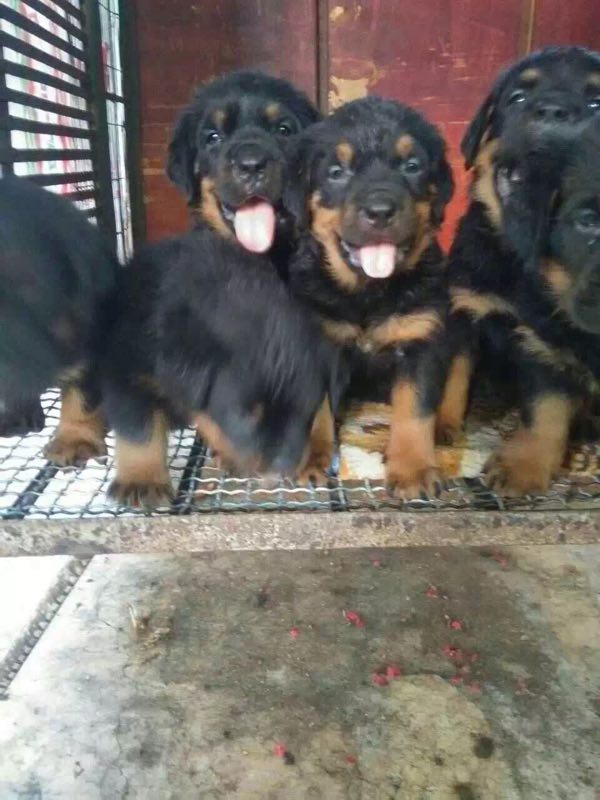 元阳县买狗 元阳县买罗威纳 云南本地狗场出售