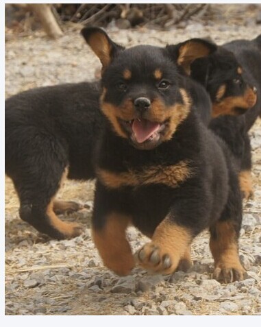 玉溪买罗威纳 易门县买罗威纳 云南本地出售罗