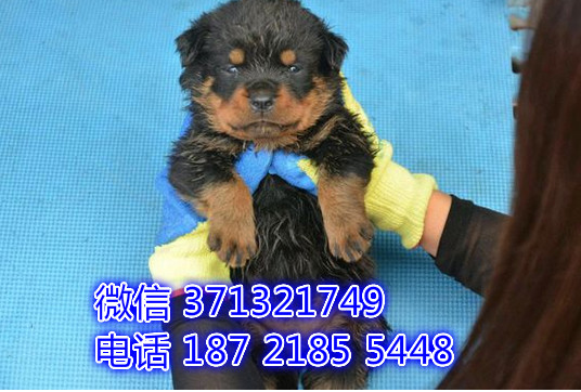 罗威纳出纯种幼犬，大型犬罗威纳狗狗 狗场繁殖