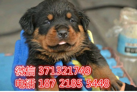 罗威纳出售，合肥犬舍专业繁殖罗威纳狗狗 合肥