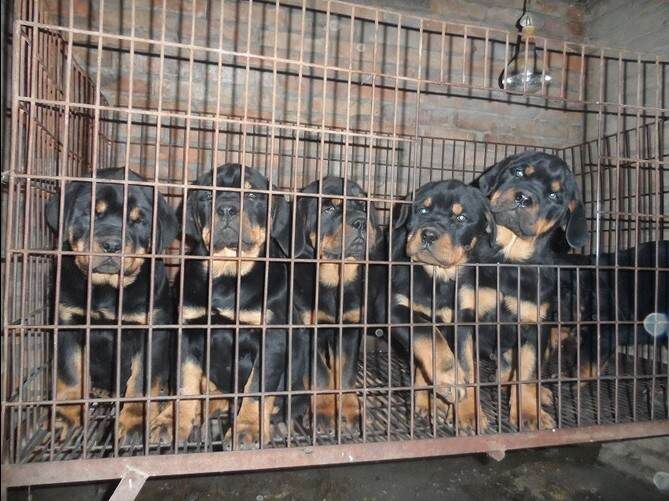 楚雄卖罗威纳楚雄哪里买到纯种罗威纳