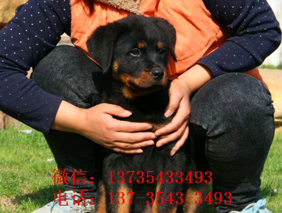 合肥宠物狗狗犬舍出售纯种罗威纳犬幼犬全国直达