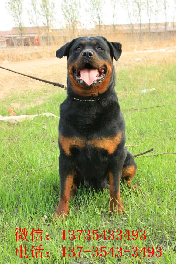 合肥宠物狗狗犬舍出售纯种罗威纳犬幼犬全国直达