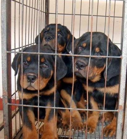 楚雄哪里买卖纯种罗威纳犬楚雄狗场出售罗威纳