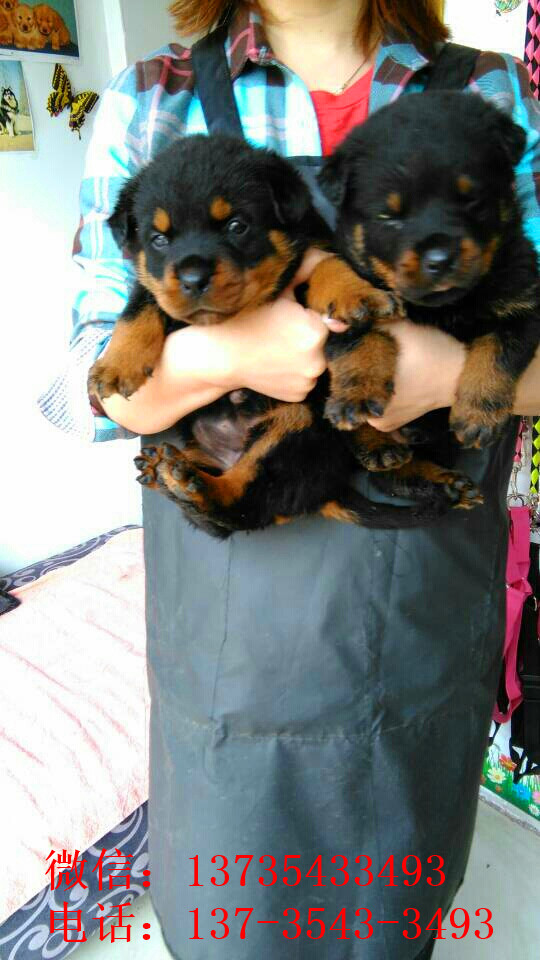 合肥宠物狗狗犬舍出售纯种罗威纳犬幼犬全国直