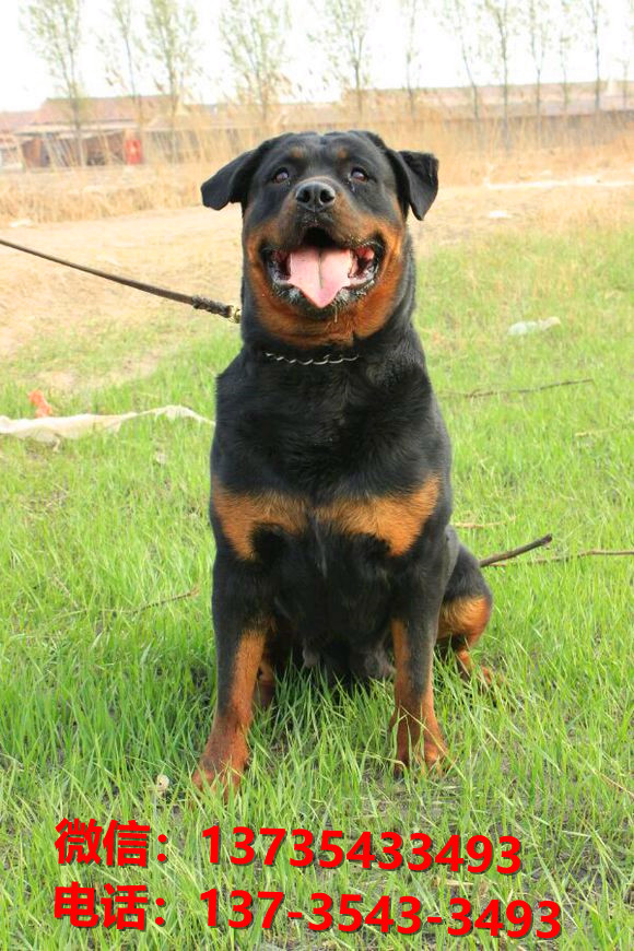 内江犬舍出售纯种罗威纳犬防暴犬大型犬宠物狗狗市场在哪卖狗