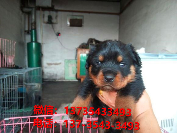 内江犬舍出售纯种罗威纳犬防暴犬大型犬宠物狗狗市场在哪卖狗