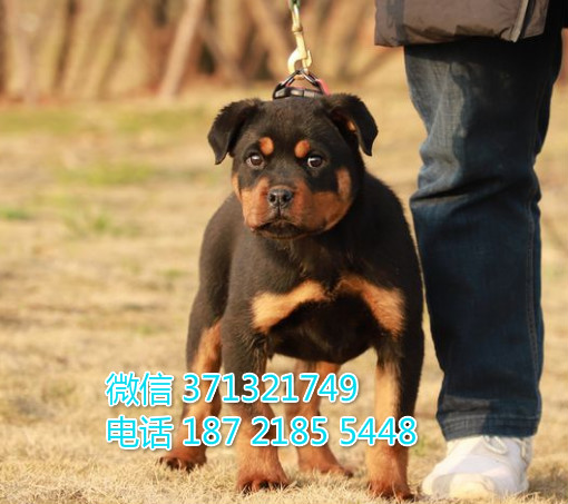 苏州狗狗 罗威纳犬出售纯种幼犬 苏州犬舍全国