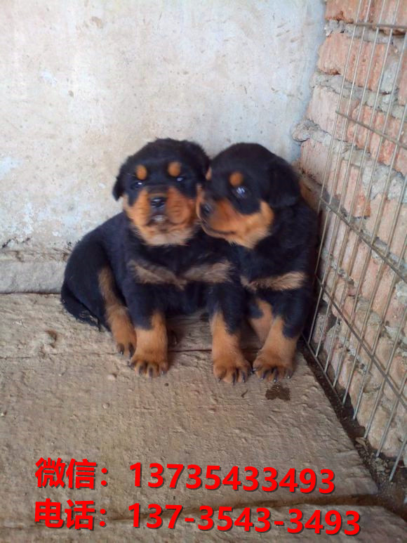 铜陵犬舍出售纯种罗威纳犬防暴犬大型犬宠物狗