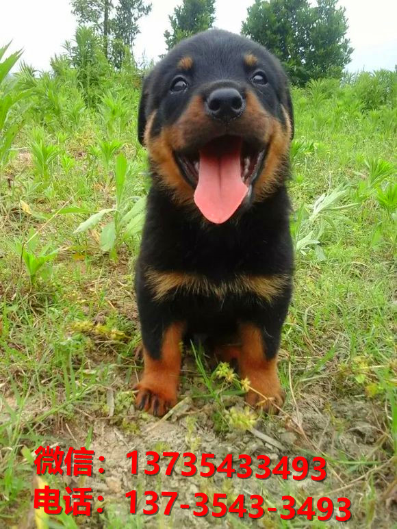 内江犬舍出售纯种罗威纳犬防暴犬大型犬宠物狗