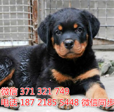 狗场批发零售泰迪犬博美犬比熊犬巴哥罗威纳宠物狗狗姥