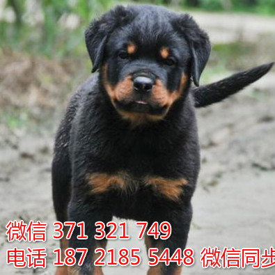 狗场批发零售泰迪犬博美犬比熊犬巴哥罗威纳宠物狗狗较