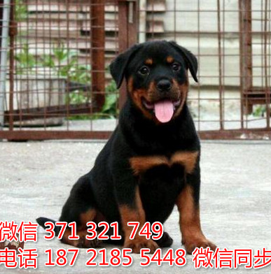 狗场批发零售泰迪犬博美犬比熊犬巴哥罗威纳宠物狗狗至