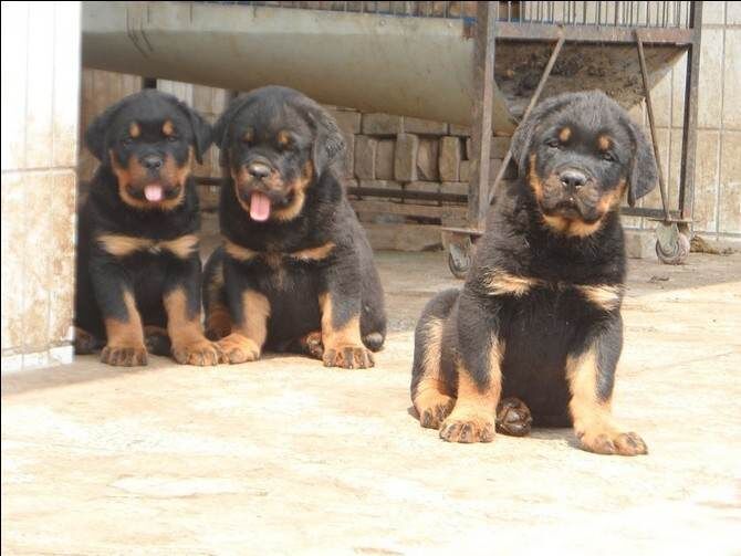 兴义哪里买卖纯种罗威纳