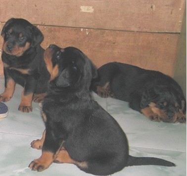 红河元阳县买罗威纳 云南狗场罗威纳出售