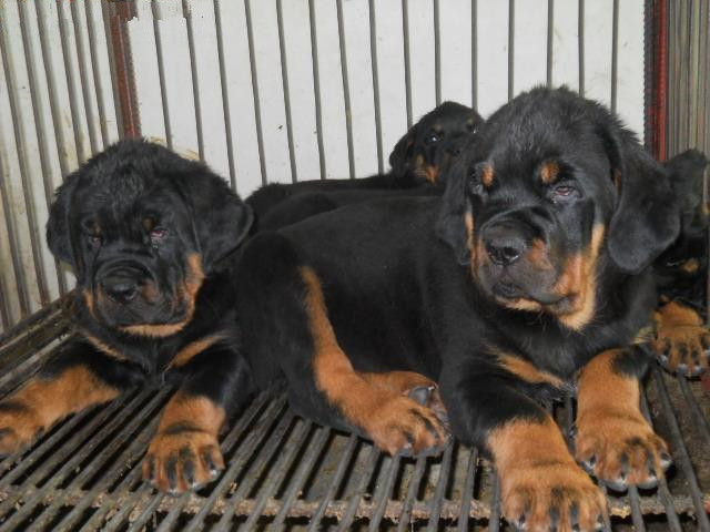 红河蒙自买罗威纳 云南狗场出售罗威纳幼犬