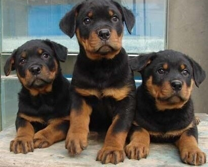 兴仁县买罗威纳 养犬场常年出售罗威纳幼犬