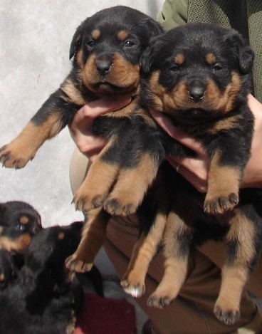 保山买罗威纳 龙陵县买罗威纳 云南狗场出售罗