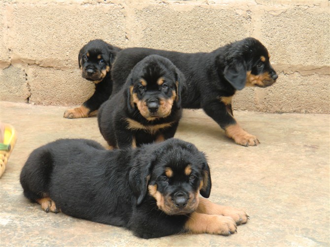 广南县买罗威纳的地方 广南县附近养狗场