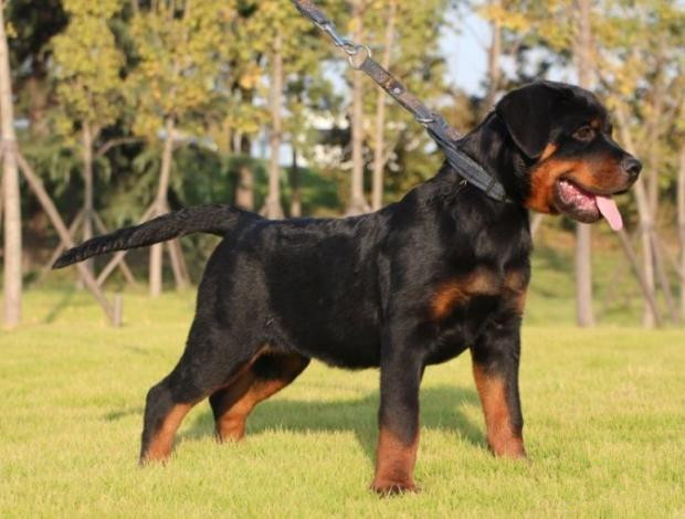 广州出售纯种健康罗威纳幼犬 疫苗齐全 多窝可选