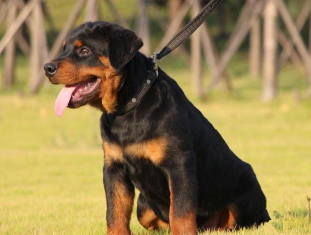 广州出售纯种健康罗威纳幼犬 疫苗齐全 多窝可选