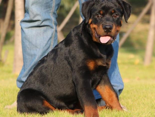 广州买狗 广州哪里有买狗靠谱 罗威纳犬一只多少钱