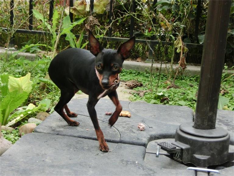 出售自家繁育纯种袖珍型小鹿犬