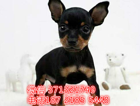 小鹿犬出售杭州本地犬舍繁殖小鹿狗狗 实物图拍