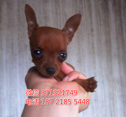 小鹿犬出售纯种幼犬 棕色小型犬 活泼聪明小鹿