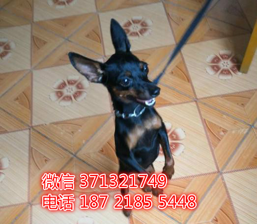 重庆出售小鹿犬幼犬，小型犬 可以自取聪明的小