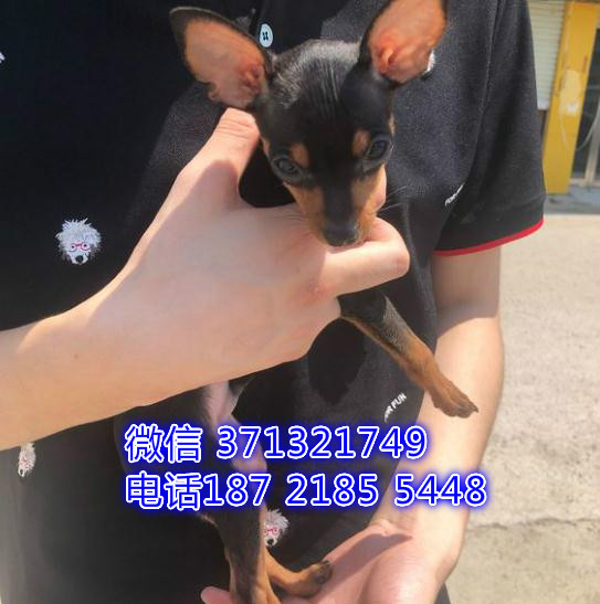 武汉小鹿犬出售纯种幼犬，武汉小鹿犬价格多少 狗场繁殖全国发货