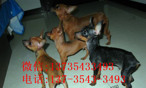 石家庄犬舍出售纯种小鹿犬狗市场卖狗买狗在哪