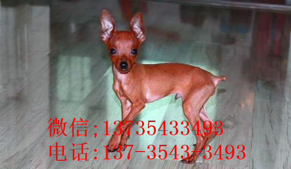 厦门犬舍出售纯种小鹿犬狗市场卖狗买狗在哪