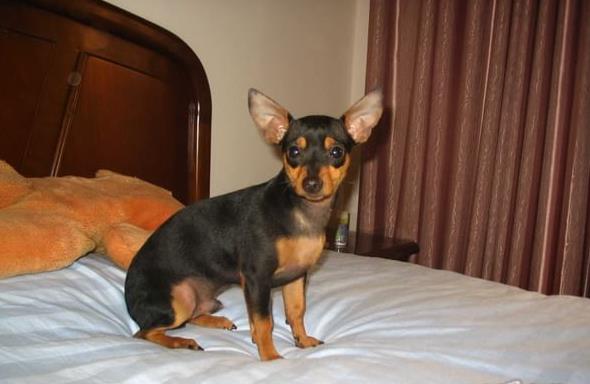 郑州犬舍出售纯种小鹿犬狗市场卖狗买狗在哪