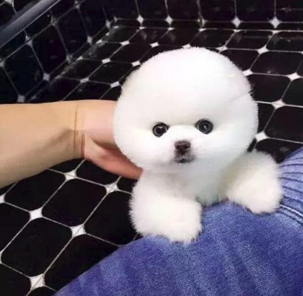 郑州犬舍出售纯种俊介犬狗市场在哪买狗卖狗