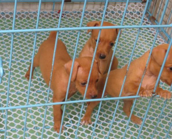 天津犬舍出售纯种小鹿犬狗市场卖狗买狗在哪