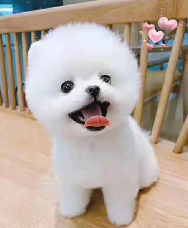 武汉犬舍出售纯种俊介犬狗市场在哪买狗卖狗