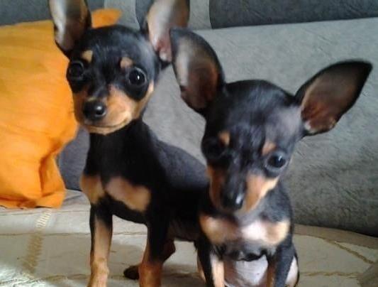 青岛犬舍出售纯种小鹿犬狗市场卖狗买狗在哪