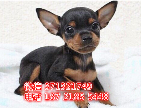 武汉特价 小鹿犬幼犬 黑色小鹿狗狗 短毛 包健