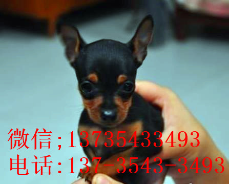 哈尔滨犬舍出售纯种小鹿犬狗市场卖狗买狗在哪