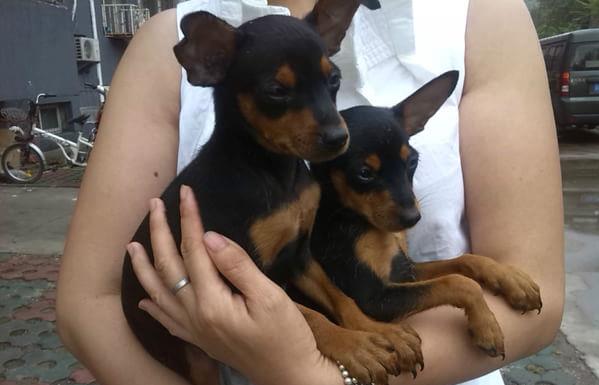 福州犬舍出售纯种小鹿犬狗市场卖狗买狗在哪