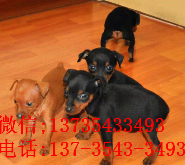 石家庄犬舍出售纯种小鹿犬狗市场卖狗买狗在哪