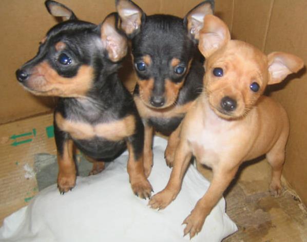 石家庄犬舍出售纯种小鹿犬狗市场卖狗买狗在哪