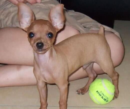 厦门犬舍出售纯种小鹿犬狗市场卖狗买狗在哪