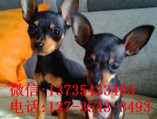 青岛犬舍出售纯种小鹿犬狗市场卖狗买狗在哪